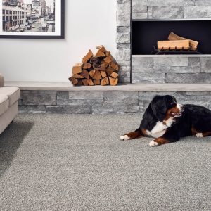 Pet friendly Carpet | Flooring Concepts