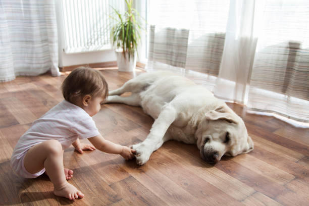 Flooring Options For Pet Owners | Flooring Concepts